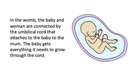 In the womb, the baby and woman are connected by the umbilical cord that attaches to the baby and to the mum. The baby gets everything it needs to grow through the cord.